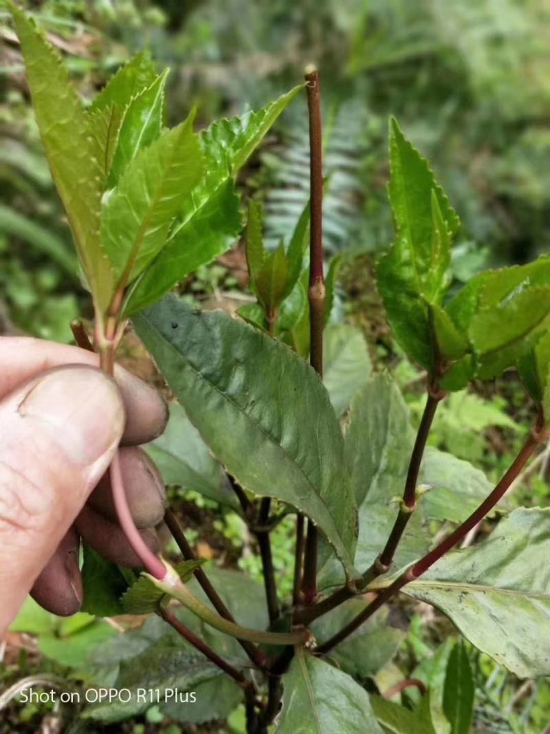 草珊瑚茶，九节风