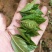 草珊瑚茶，九节风