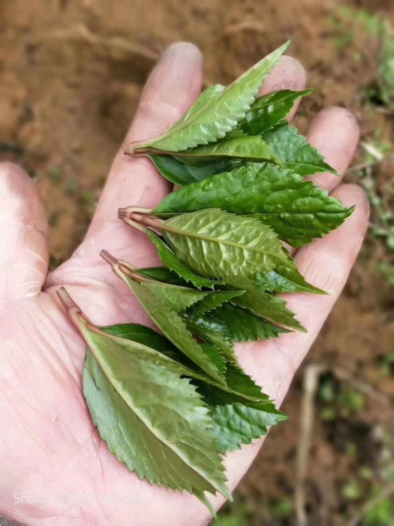 草珊瑚茶，九节风