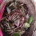 草珊瑚茶，九节风
