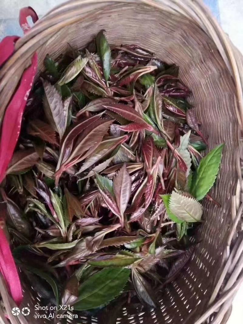 草珊瑚茶，九节风