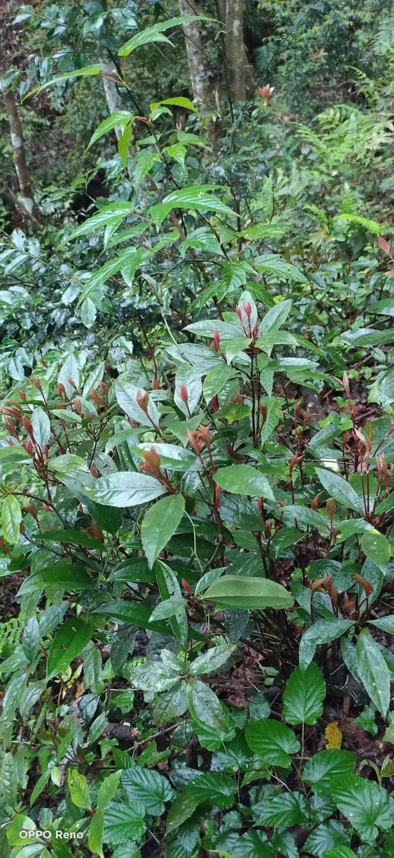 草珊瑚茶，九节风
