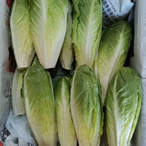 罗马生菜