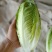 罗马生菜