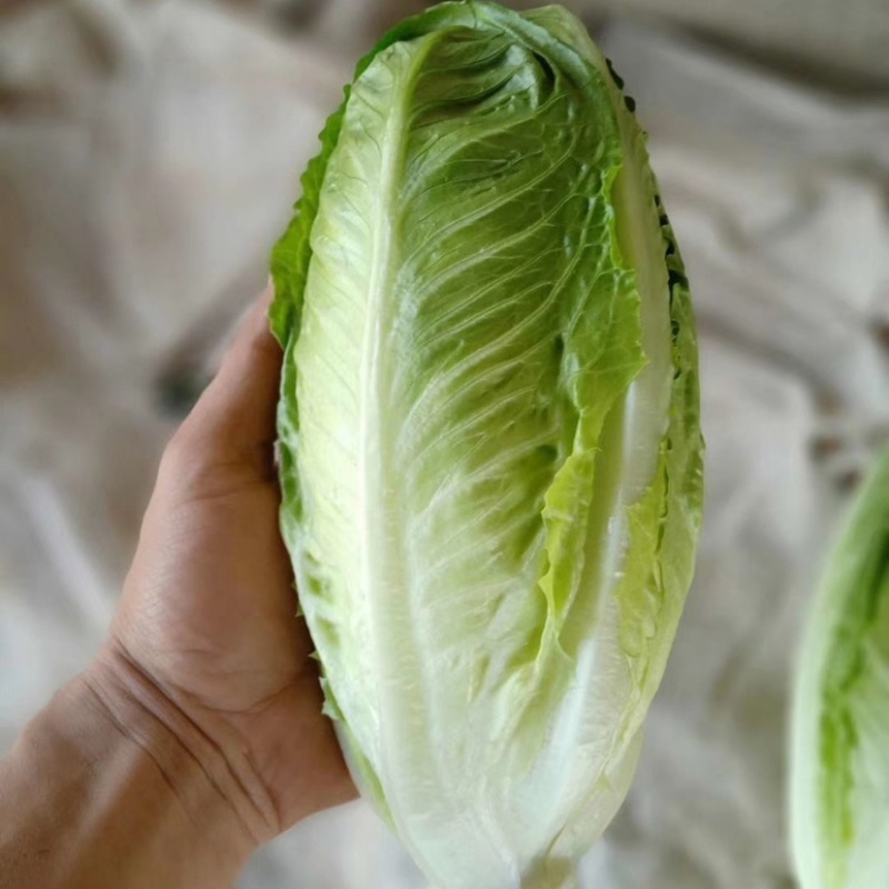 罗马生菜