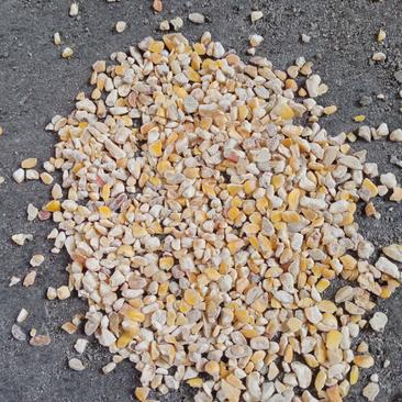 2021碎玉米玉米碎玉米漏饲料玉米下脚料
