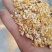 新玉米漏碎玉米玉米碎干玉米养殖专用饲料玉米下脚