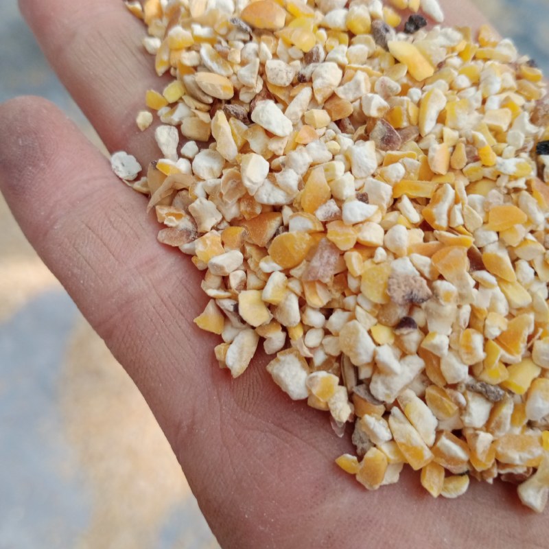 新玉米漏碎玉米玉米碎干玉米养殖专用饲料玉米下脚