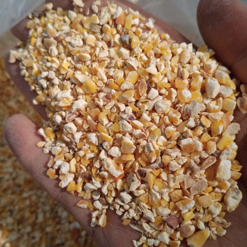 新玉米漏碎玉米玉米碎干玉米养殖专用饲料玉米下脚