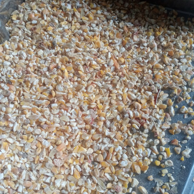 新玉米漏碎玉米玉米碎干玉米养殖专用饲料玉米下脚