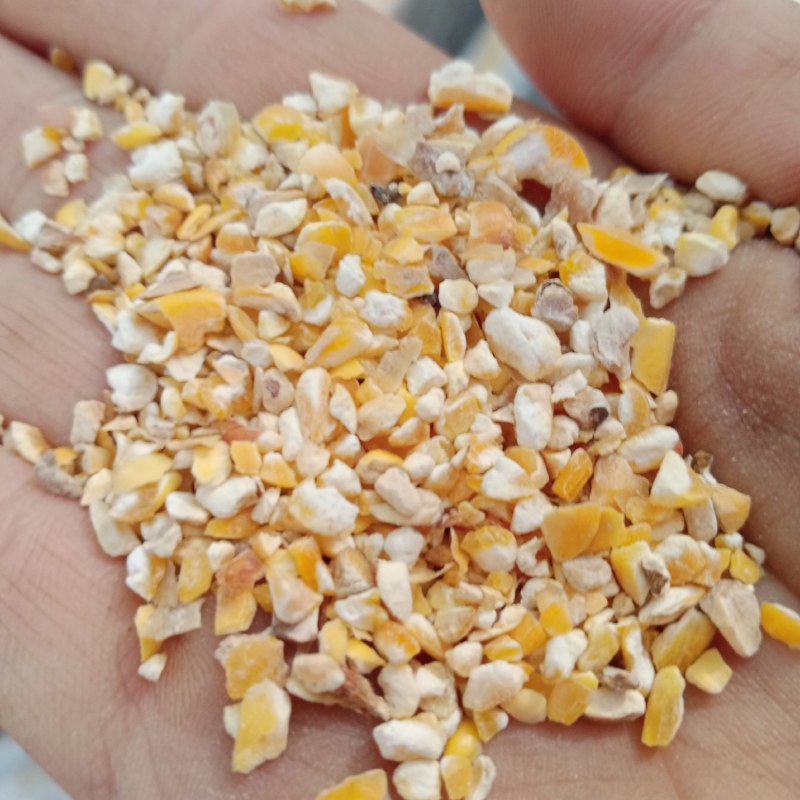 新玉米漏碎玉米玉米碎干玉米养殖专用饲料玉米下脚