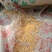 新玉米漏碎玉米玉米碎干玉米养殖专用饲料玉米下脚