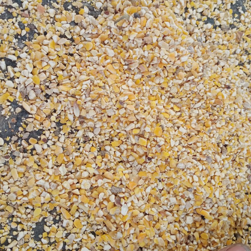 新玉米漏碎玉米玉米碎干玉米养殖专用饲料玉米下脚