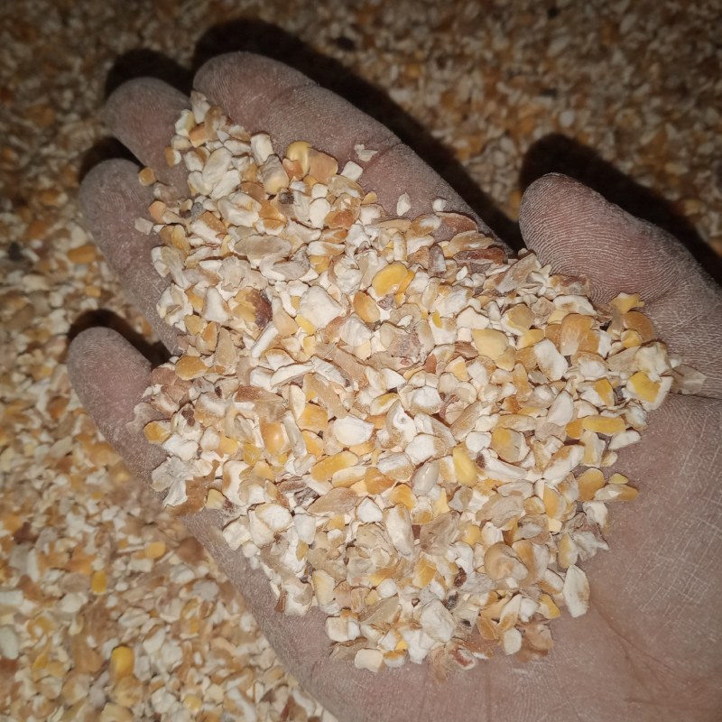 新玉米漏碎玉米玉米碎干玉米养殖专用饲料玉米下脚