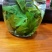 甜茶.刺儿茶