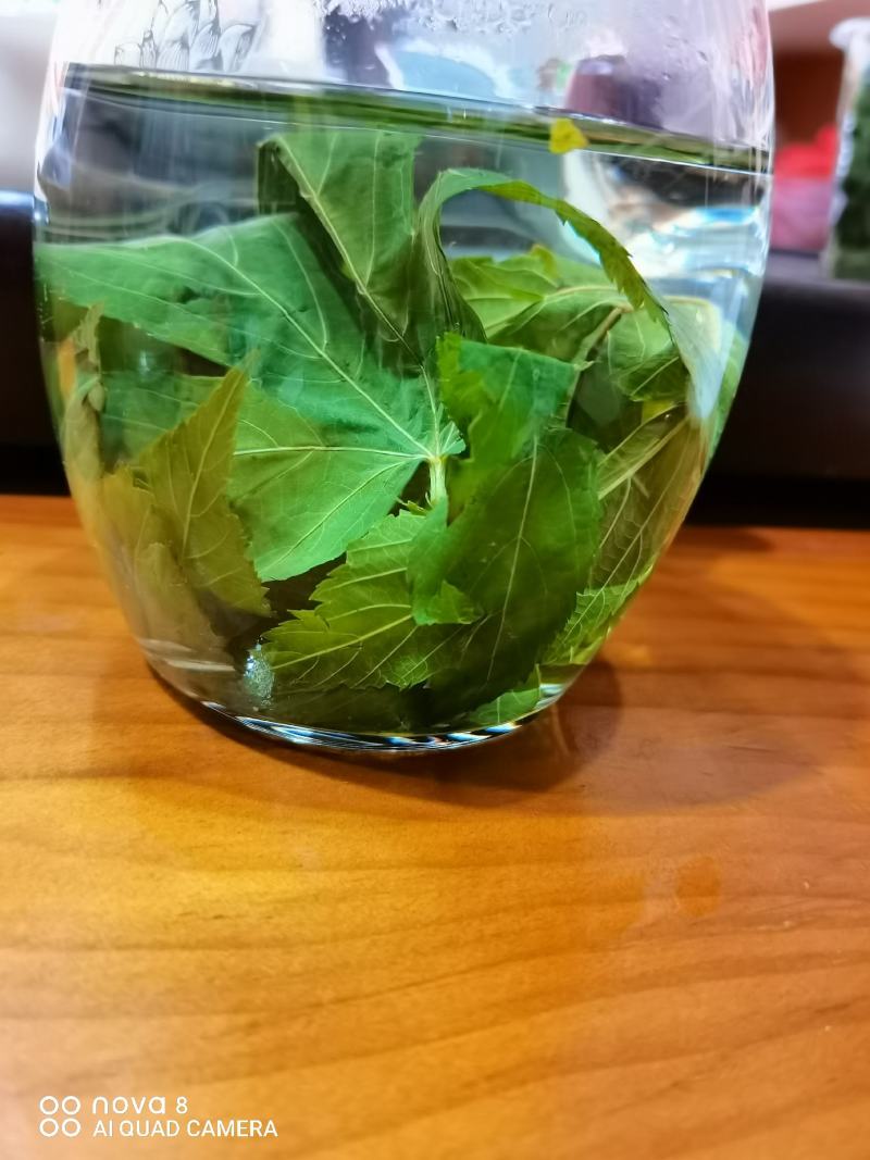 甜茶.刺儿茶