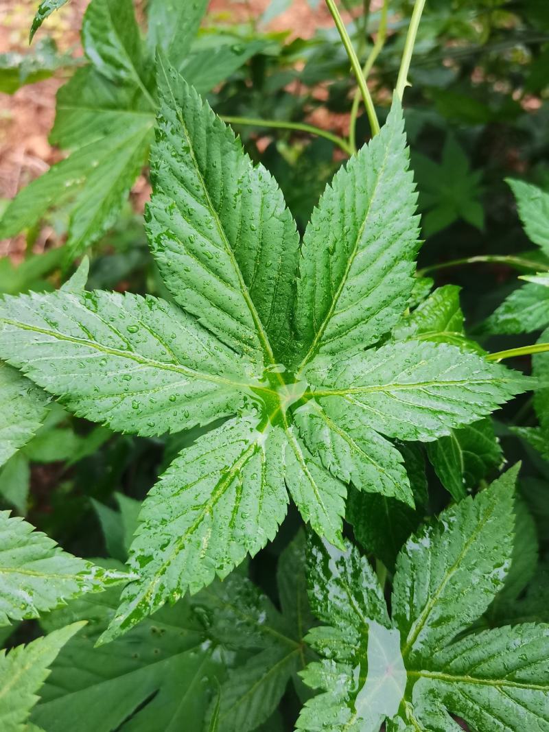 甜茶.刺儿茶