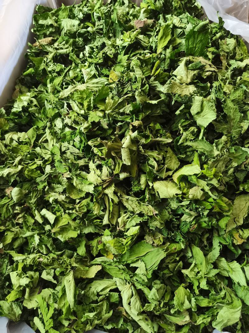 甜茶.刺儿茶