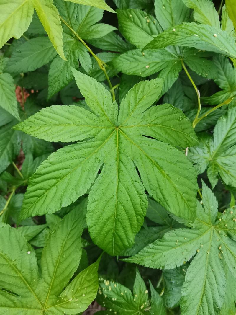 甜茶.刺儿茶