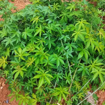甜茶.刺儿茶