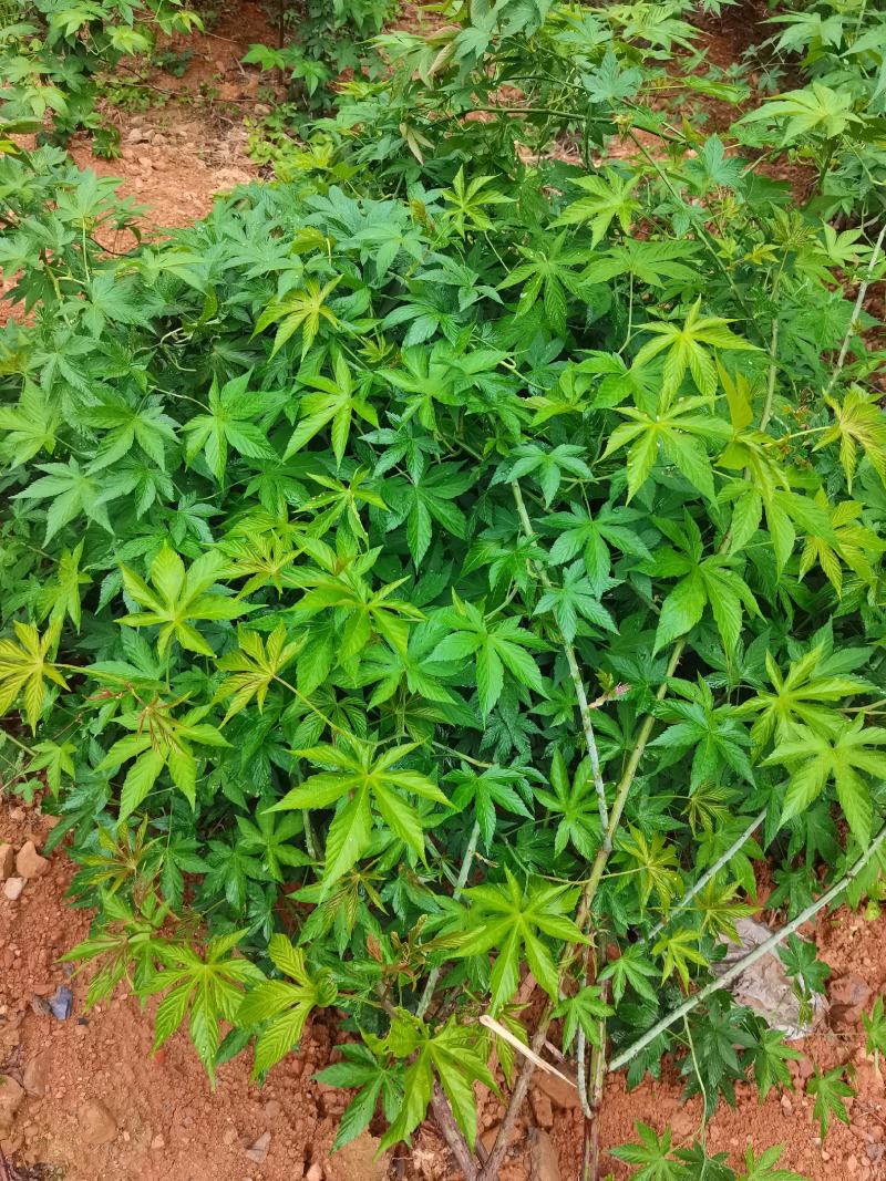 甜茶.刺儿茶