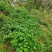 甜茶.刺儿茶