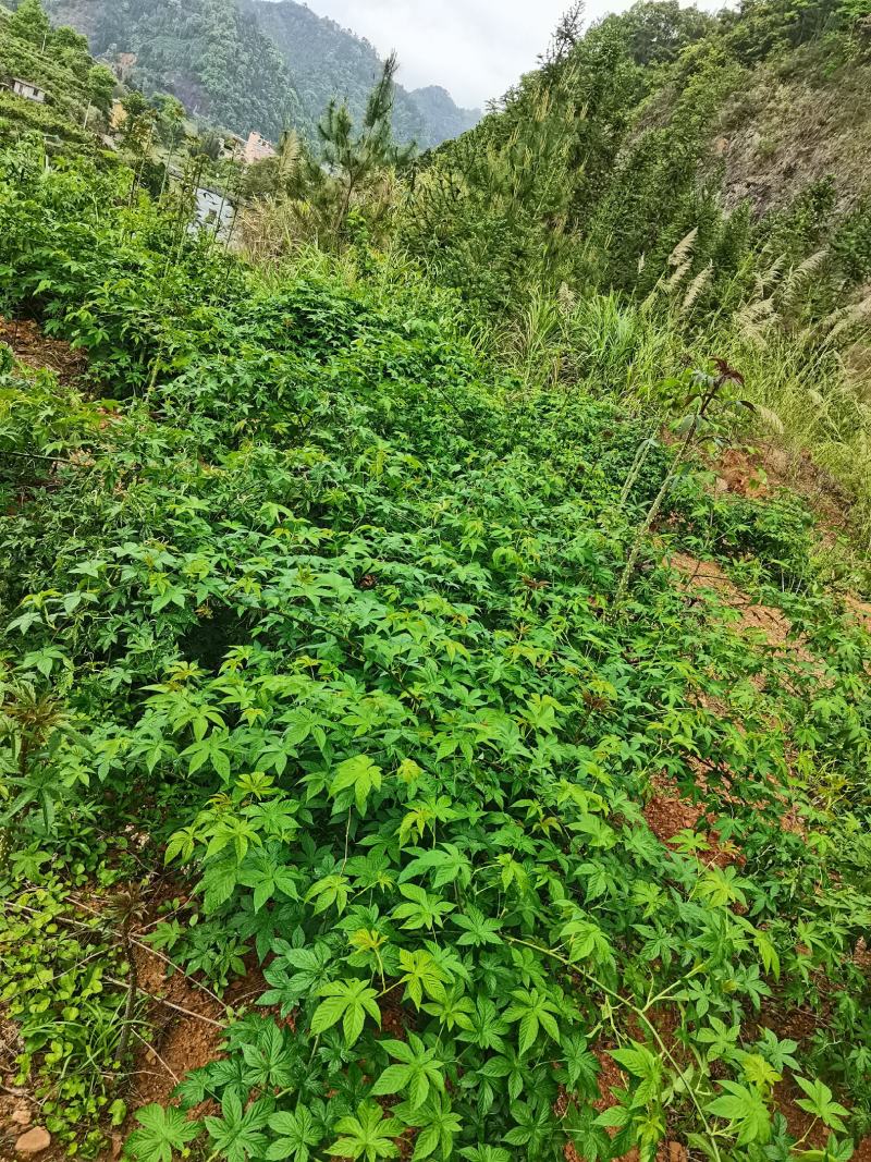 甜茶.刺儿茶