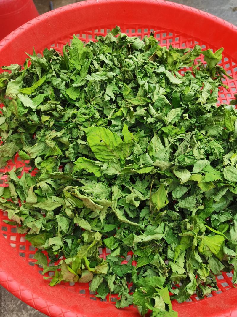 甜茶.刺儿茶