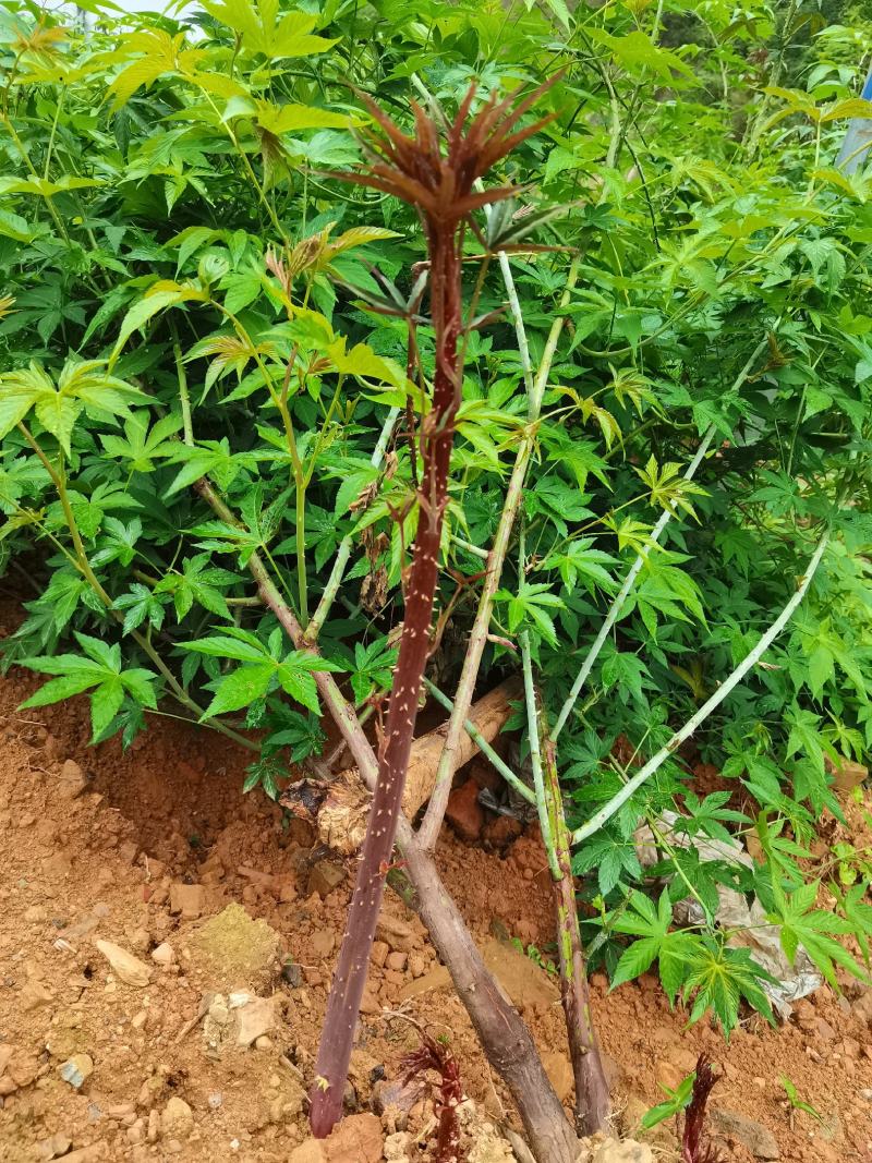 甜茶.刺儿茶