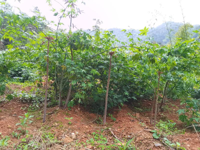 甜茶.刺儿茶