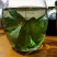 甜茶.刺儿茶