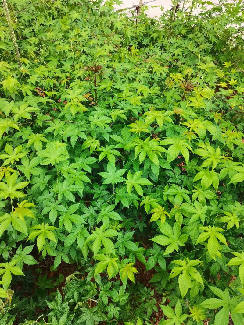 甜茶.刺儿茶