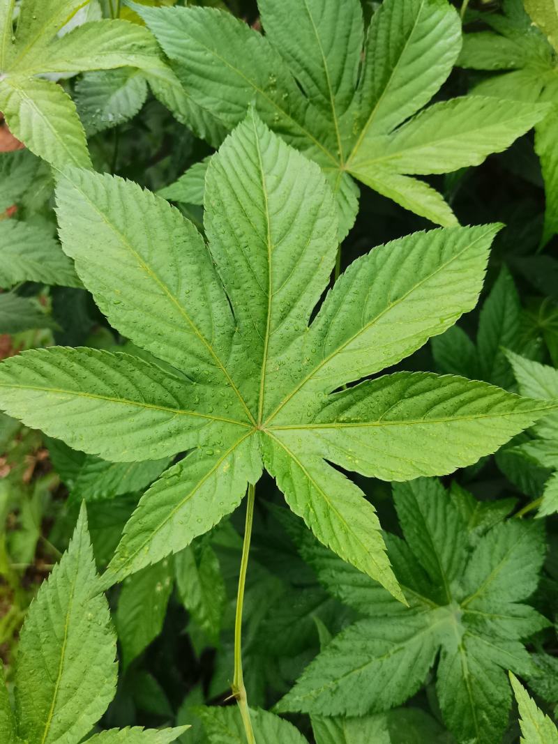 甜茶.刺儿茶