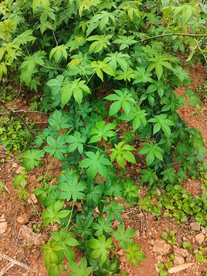甜茶.刺儿茶