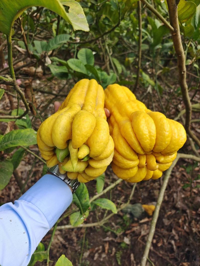 四季佛手果嫁接苗常年开花结果高产量的品种高含量品种