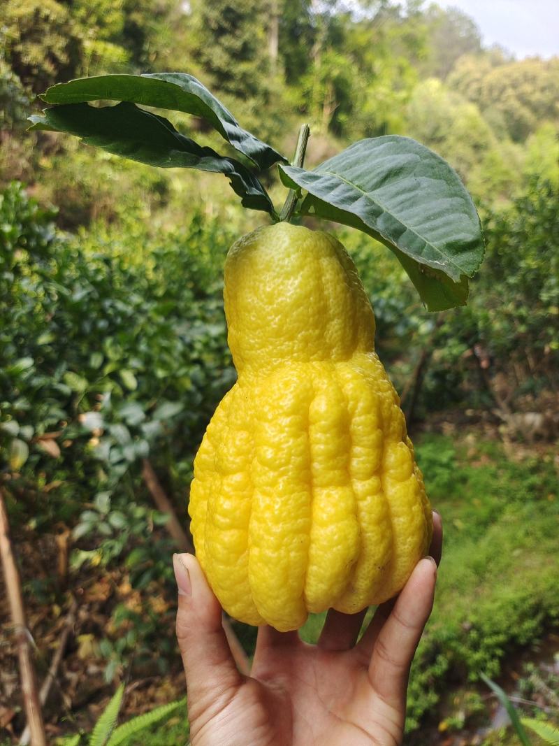 四季佛手果嫁接苗常年开花结果高产量的品种高含量品种