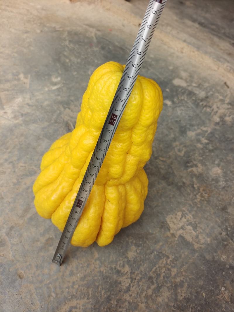 四季佛手果嫁接苗常年开花结果高产量的品种高含量品种