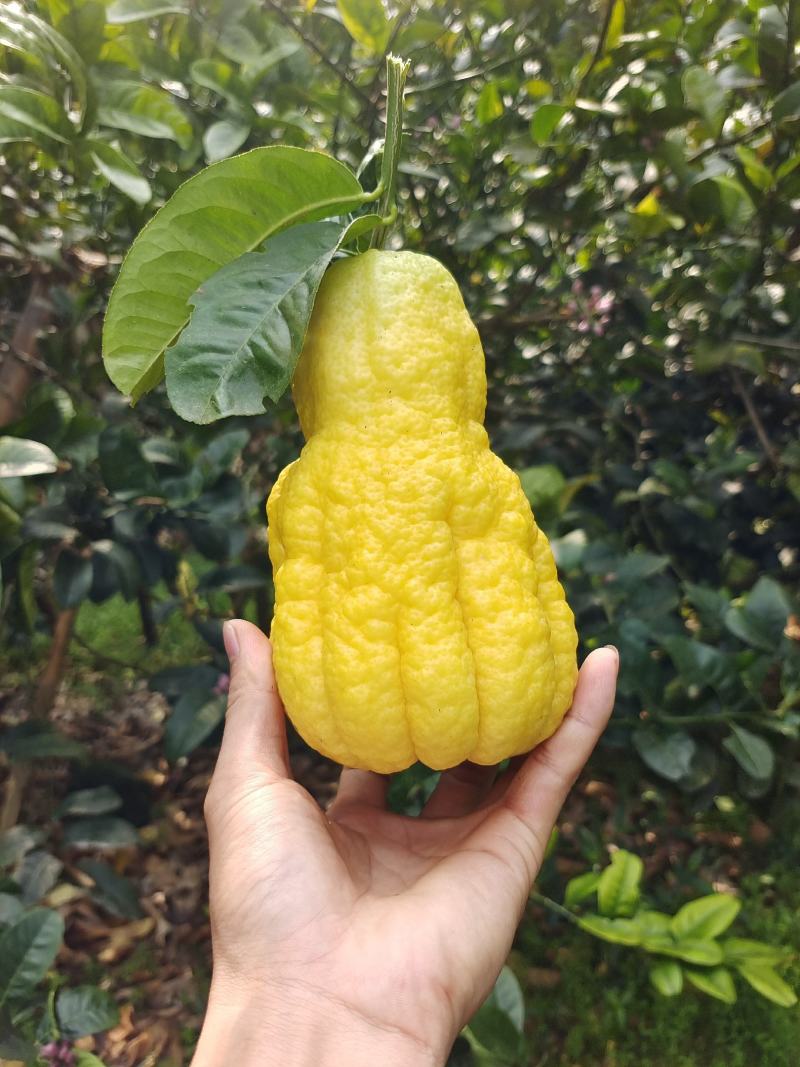四季佛手果嫁接苗常年开花结果高产量的品种高含量品种