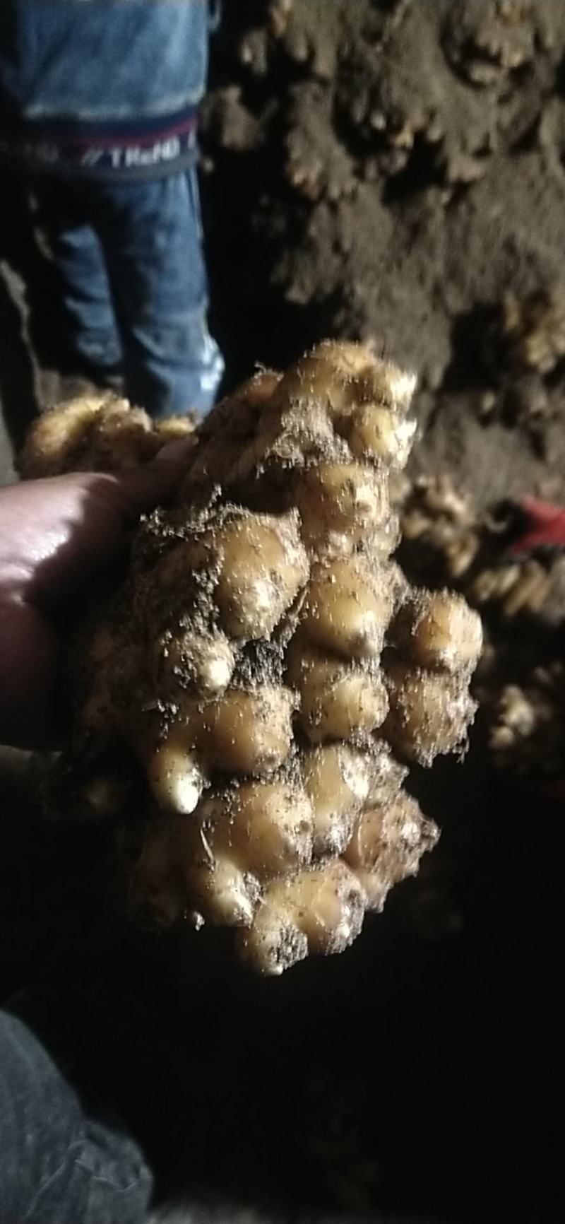 大别山窖藏小黄姜大量上市