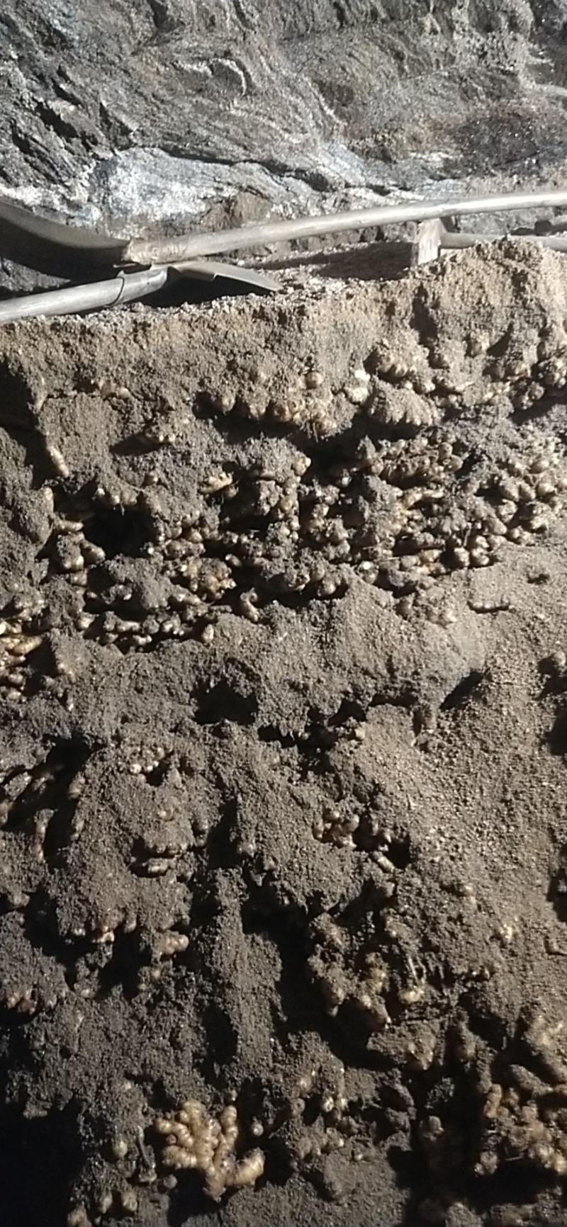 大别山窖藏小黄姜大量上市