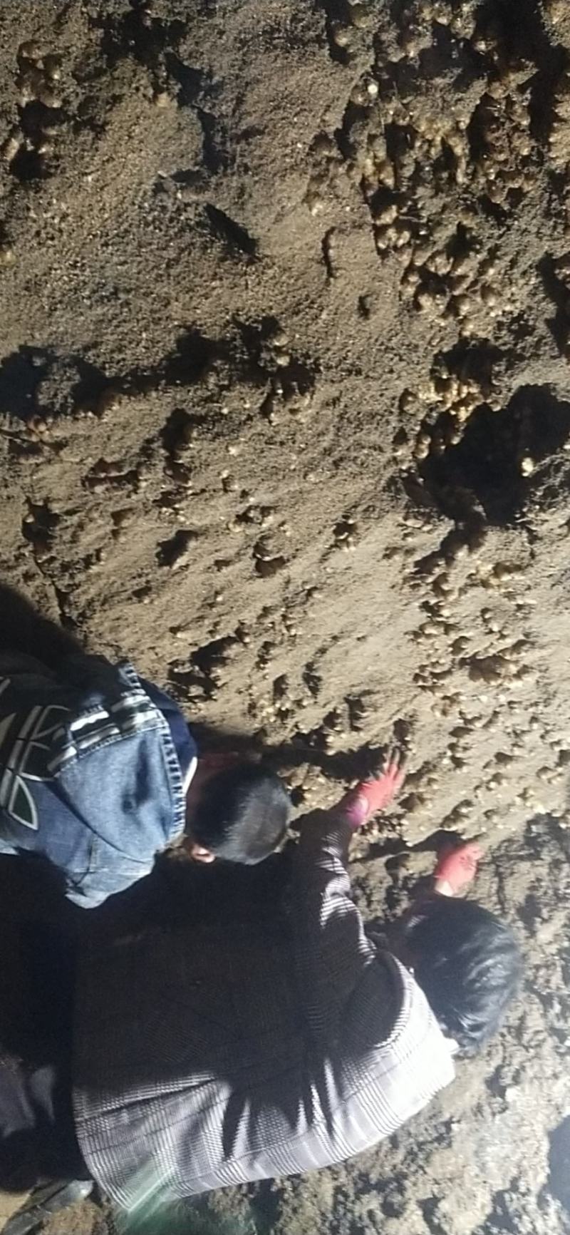 大别山窖藏小黄姜大量上市