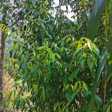 石岩茶