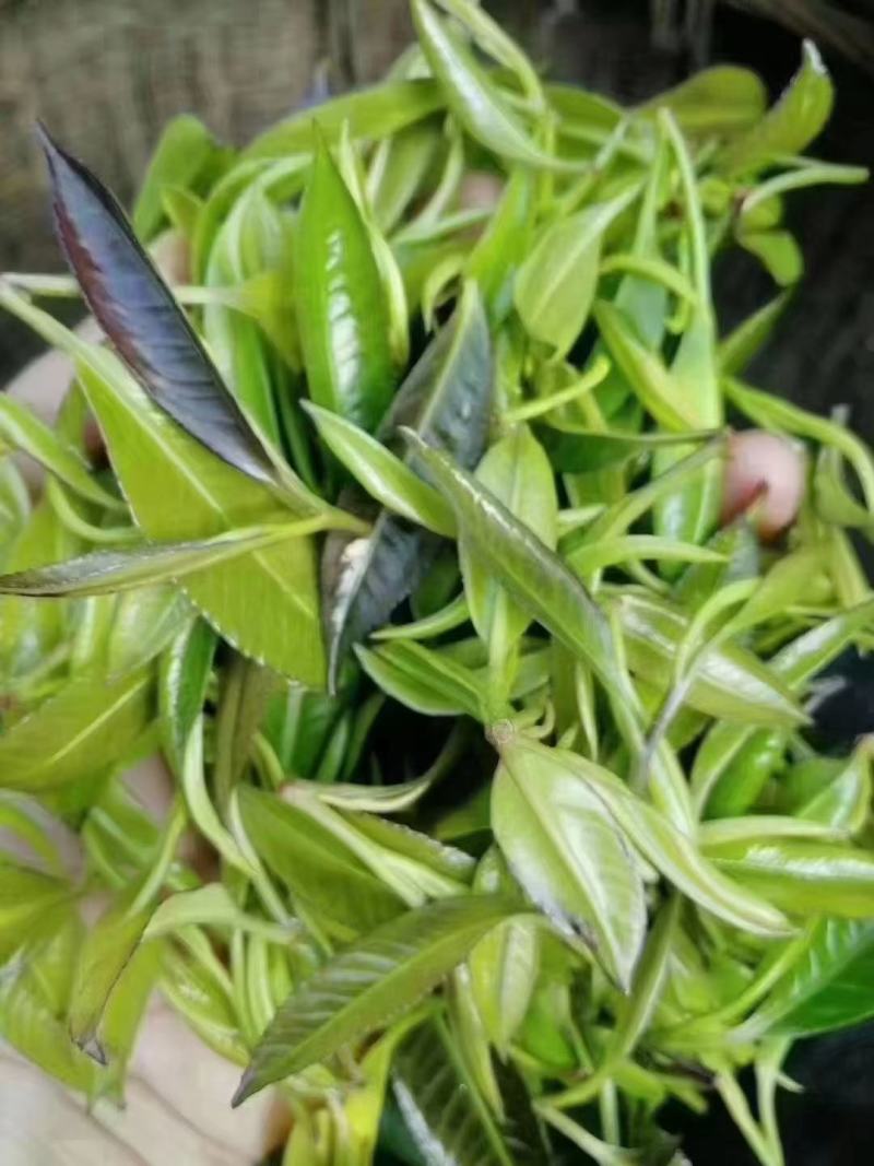 石岩茶