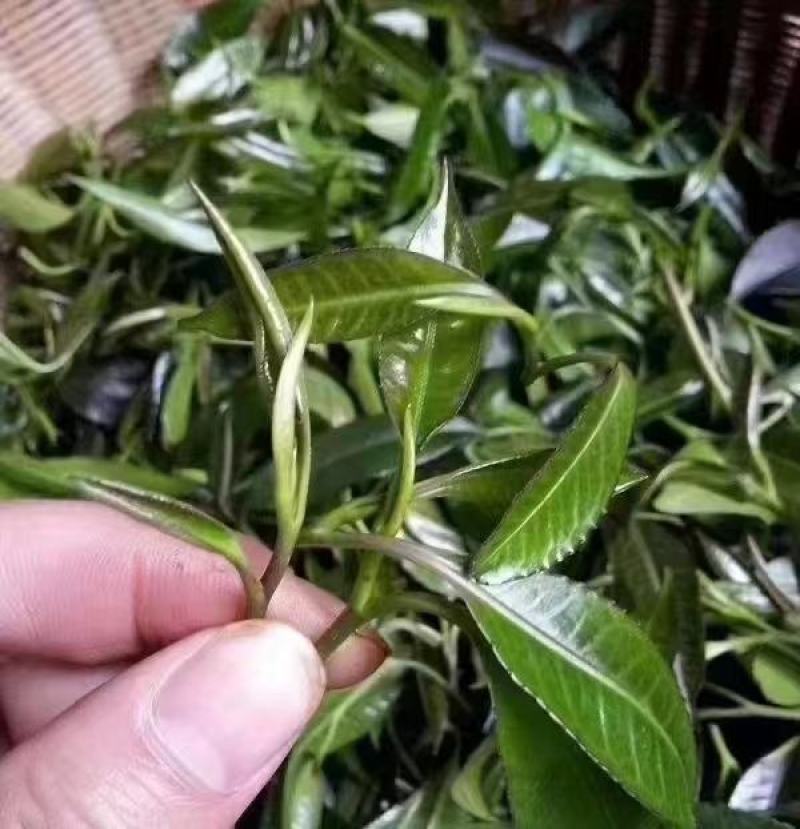 石岩茶
