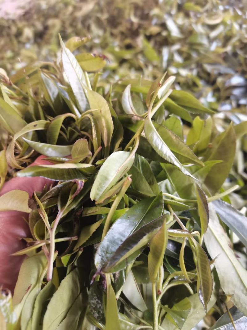 石岩茶