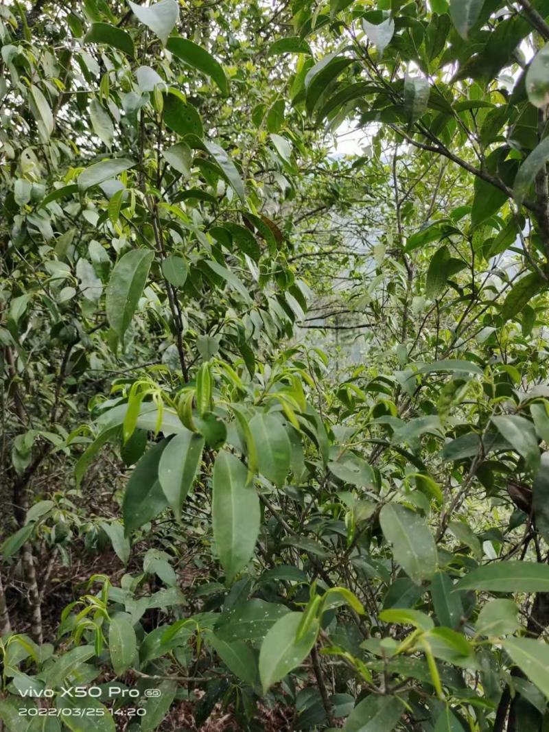 石岩茶