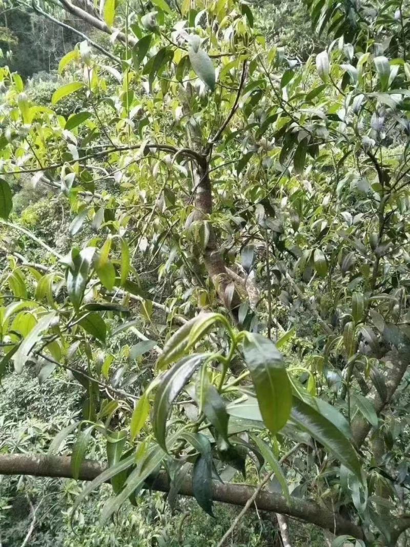石岩茶