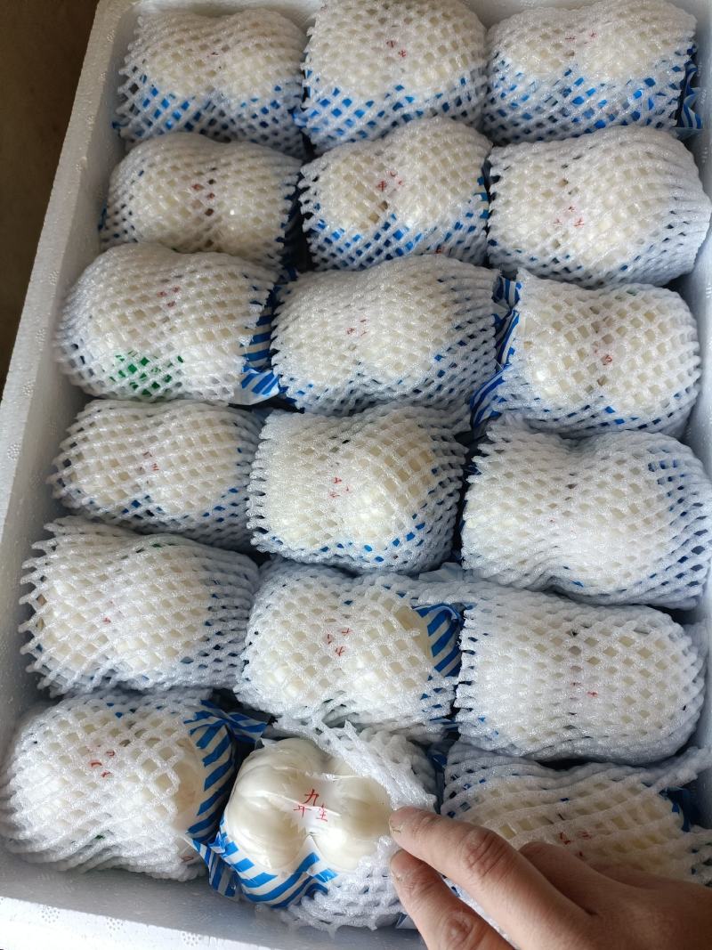兰州鲜百合，九年生精品两头皇，产地直发，量大从优