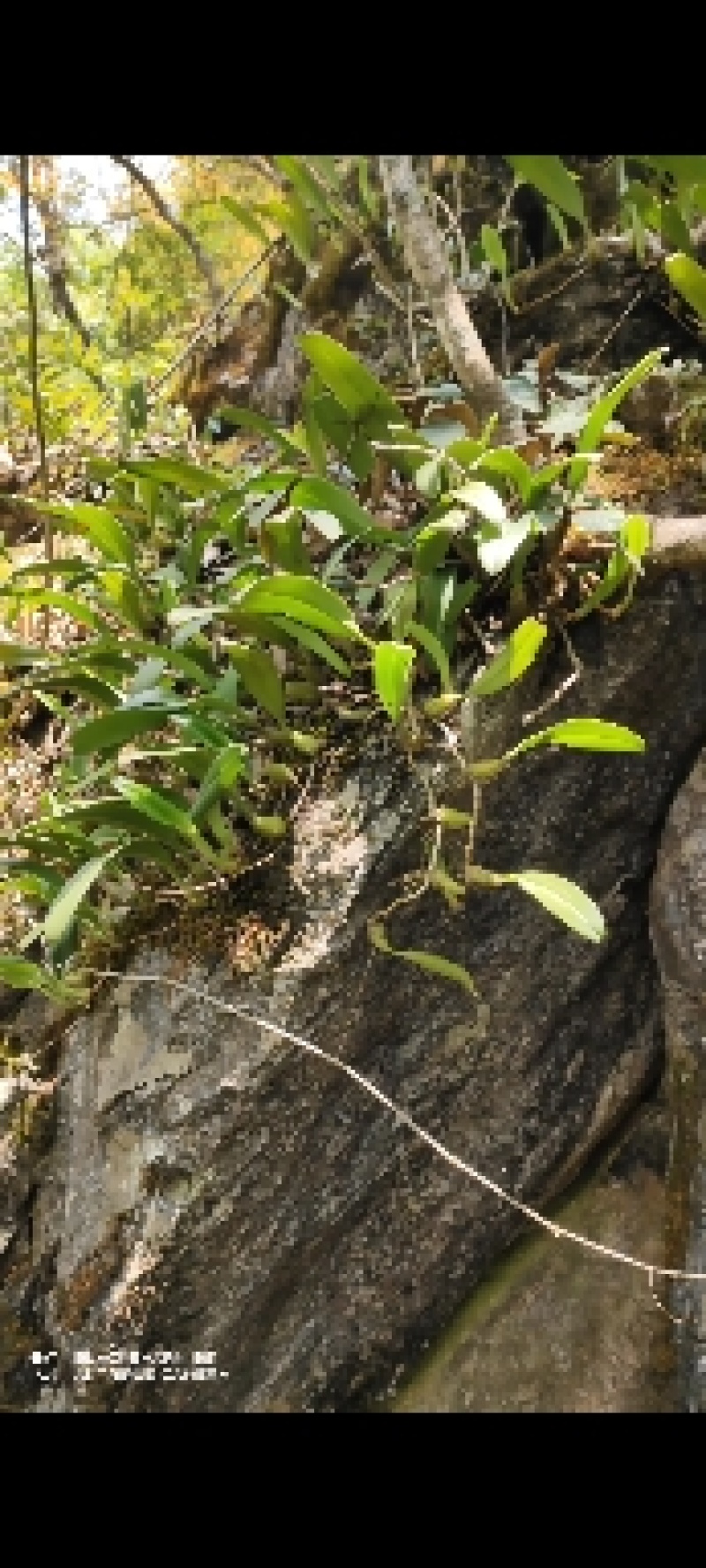 云南深山石橄榄中果，春天然野生