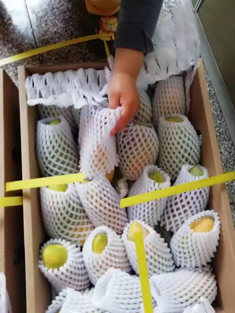 贵妃芒，台农芒精品礼盒装#社区团购#一件代发#微商代理